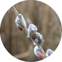 1. Raw Material Procurement